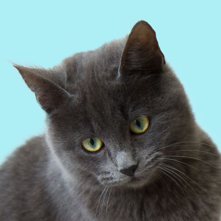 La mia gattina
